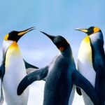 The Penguin MOD Unlimited Money 1.2.1