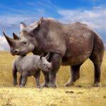 The Rhinoceros MOD Unlimited Money 1.2.7
